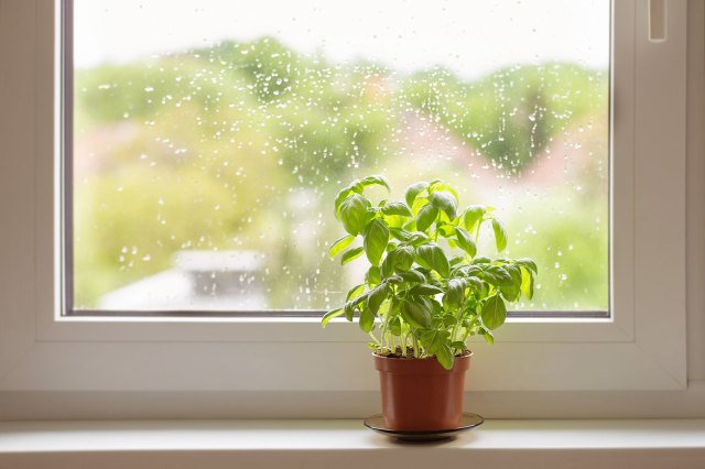 An image of a basil plant on a window sill