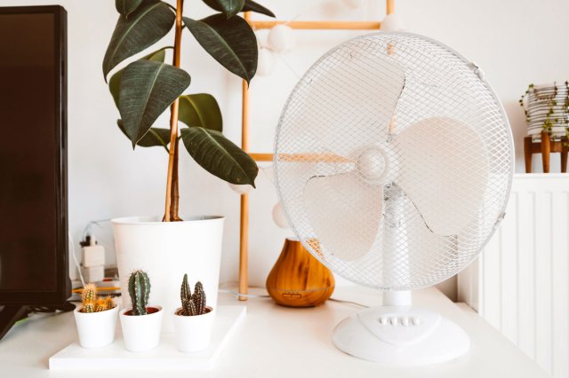 An image of an white electric fan and plants on a table