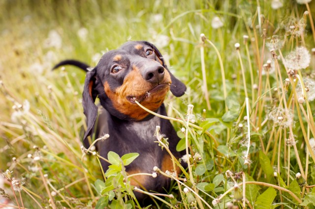 An image of a dog in the grass eating a dandelion
