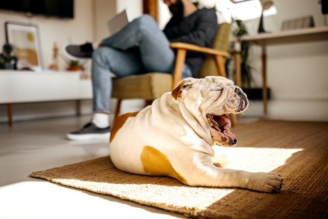 An image of a dog yawning