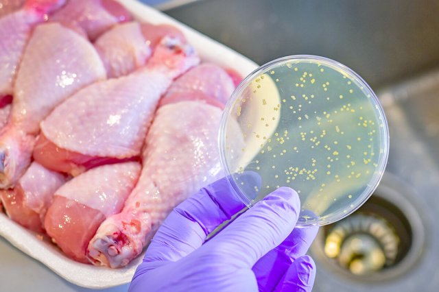 Person looking at petri dish next to chicken